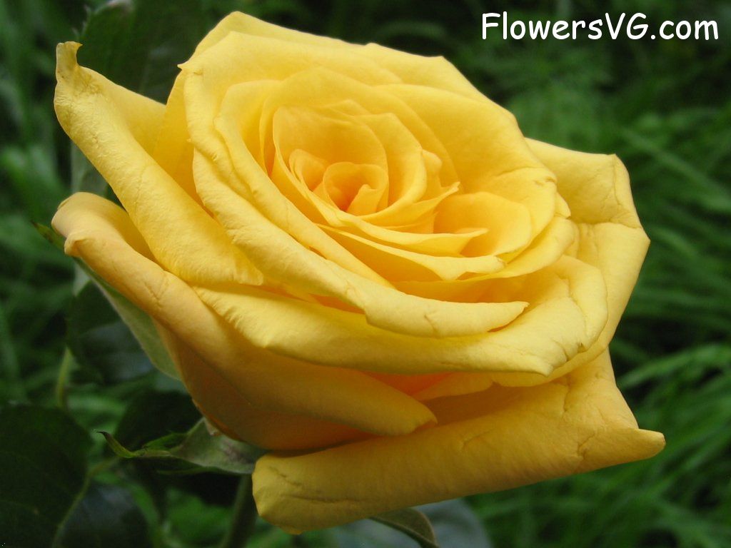 rose_yellow_flower photo