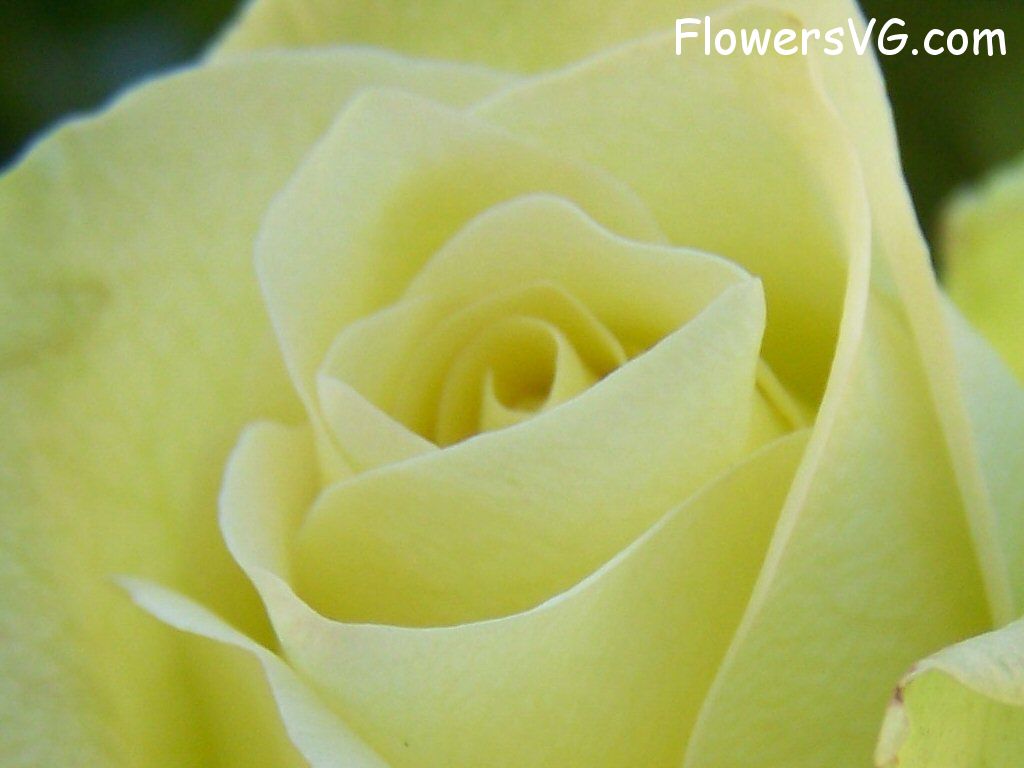 rose_yellow_flower_close_up photo