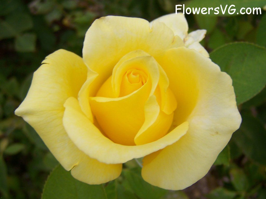 rose_yellow_garden_bloom photo
