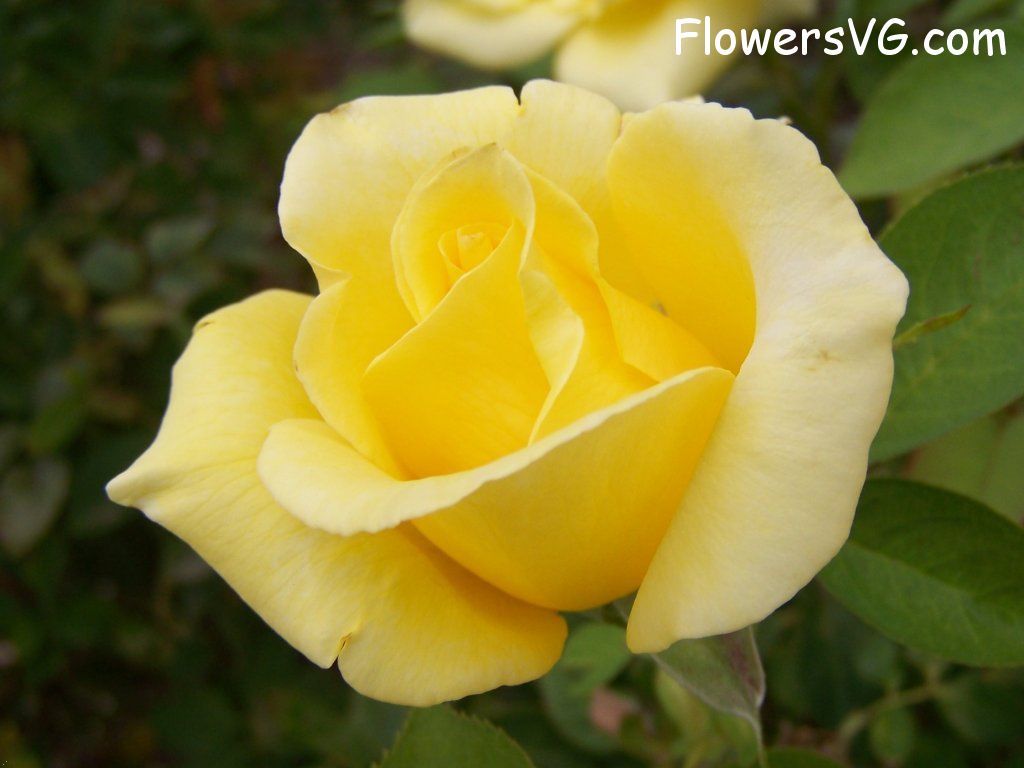 rose_yellow_garden_bloomed photo