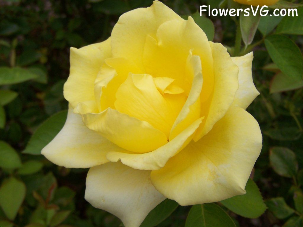 rose_yellow_garden_flower photo