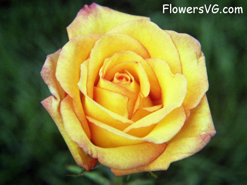 rose_yellow_red_bloom photo