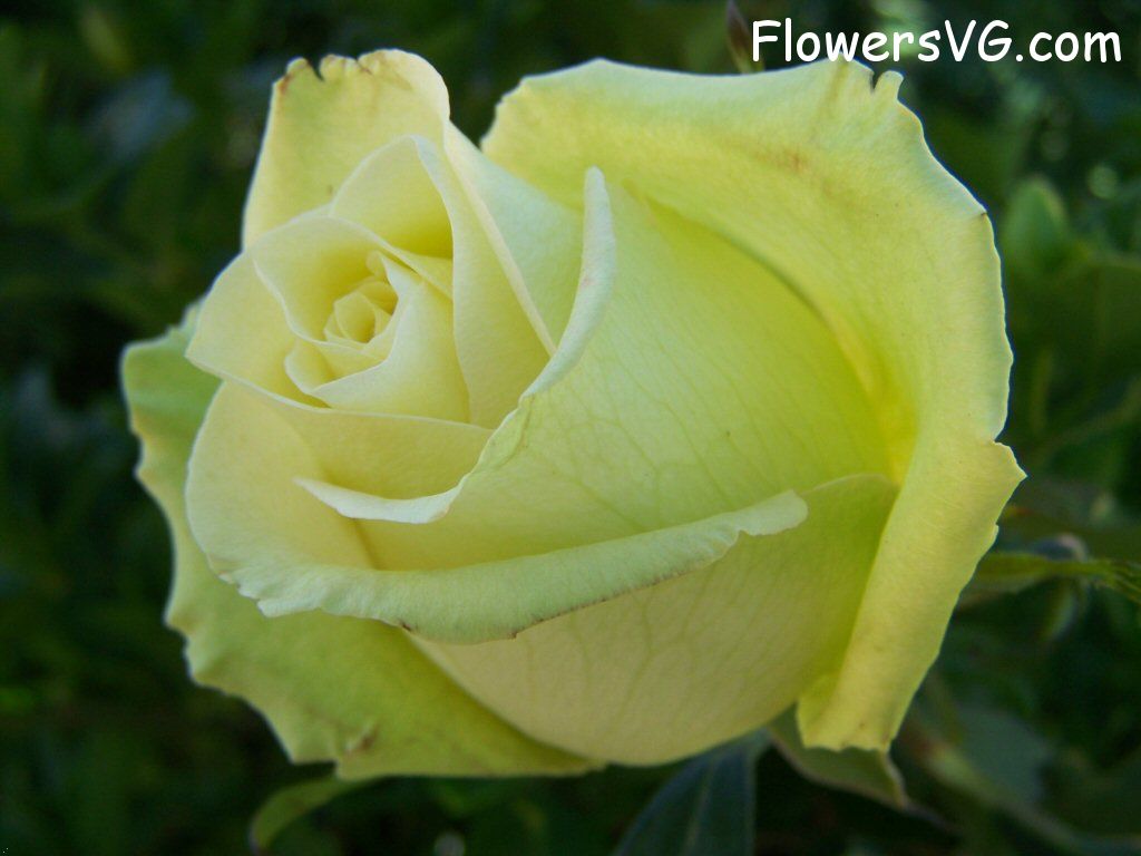 rose_yellow_single_flower photo