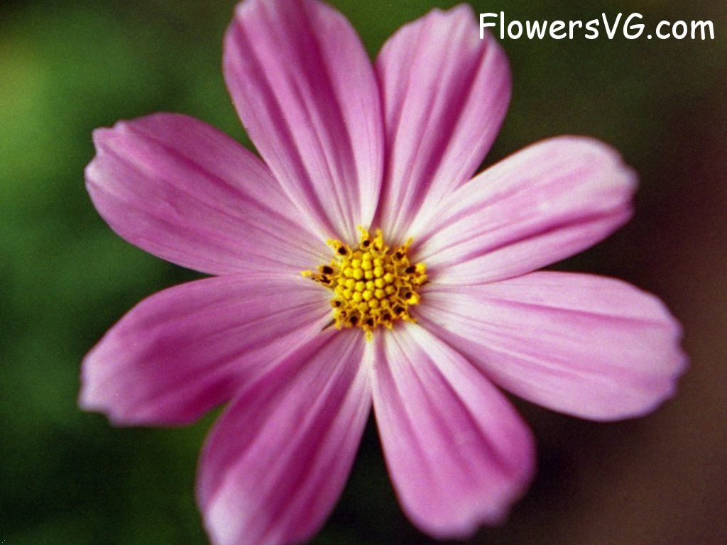 daisy flower Photo sonata01.jpg