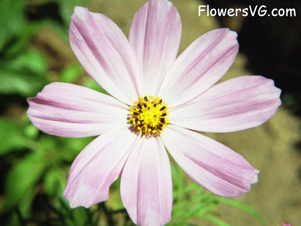 daisy flower Photo sonata02.jpg