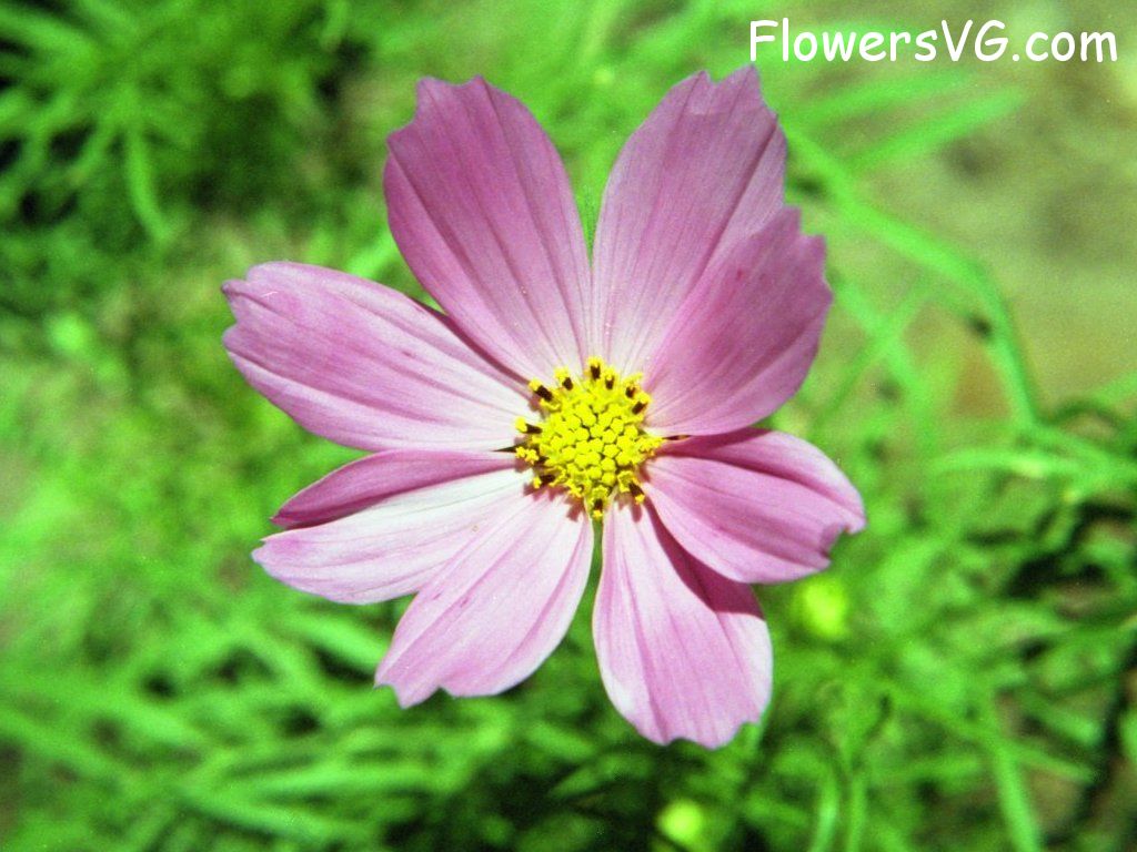 daisy flower Photo sonata03.jpg