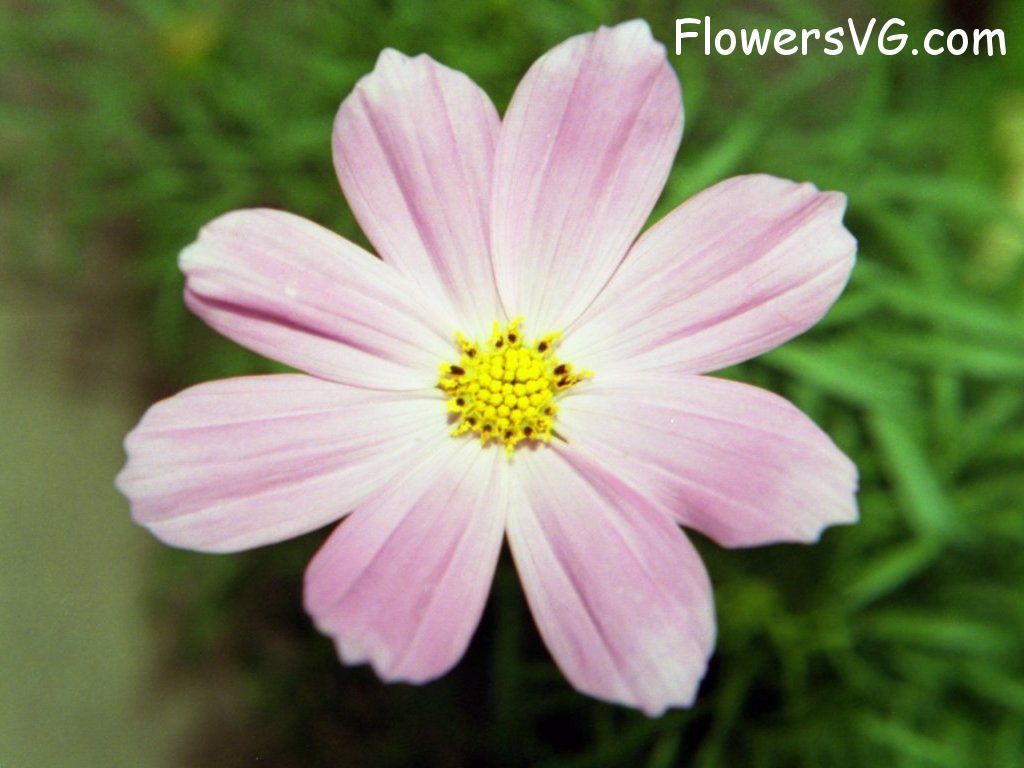 daisy flower Photo sonata04.jpg