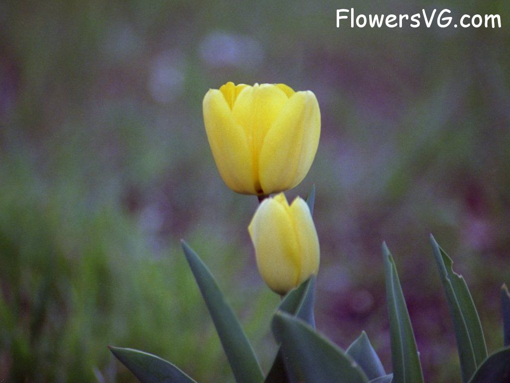 tulip flower Photo tulip012.jpg