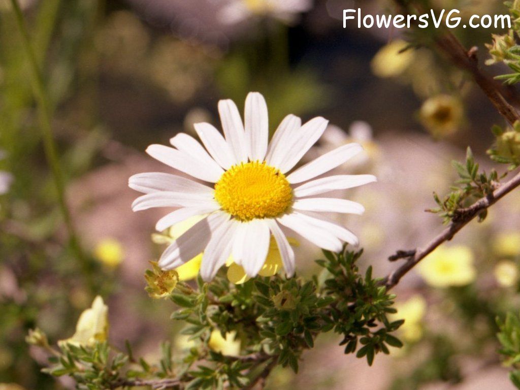 daisy flower Photo whitedaisy02.jpg