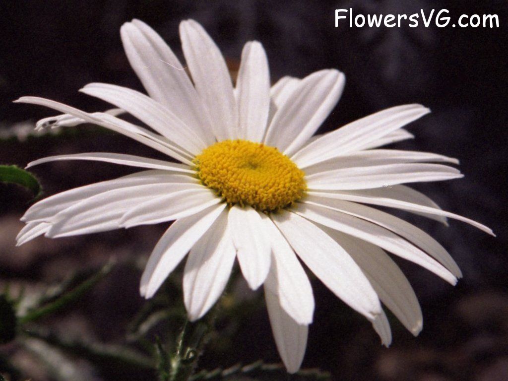 daisy flower Photo whitedaisy04.jpg