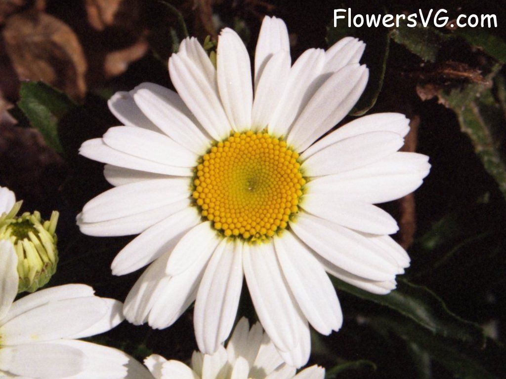 daisy flower Photo whitedaisy06.jpg