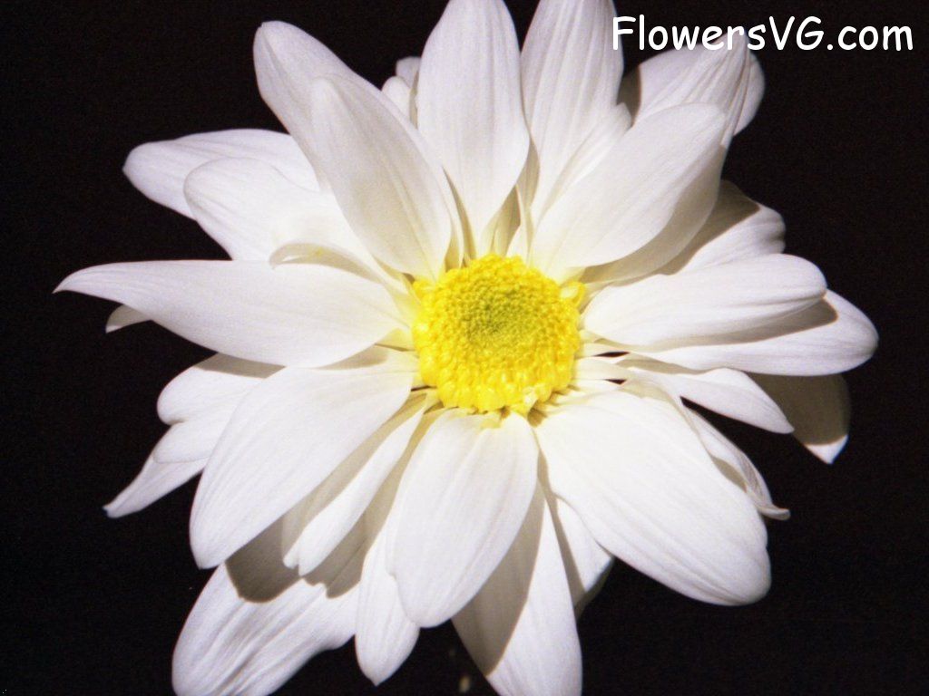 daisy flower Photo whitedaisy14.jpg