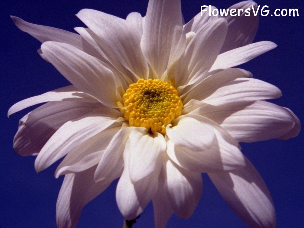 daisy flower Photo whitedaisy23.jpg