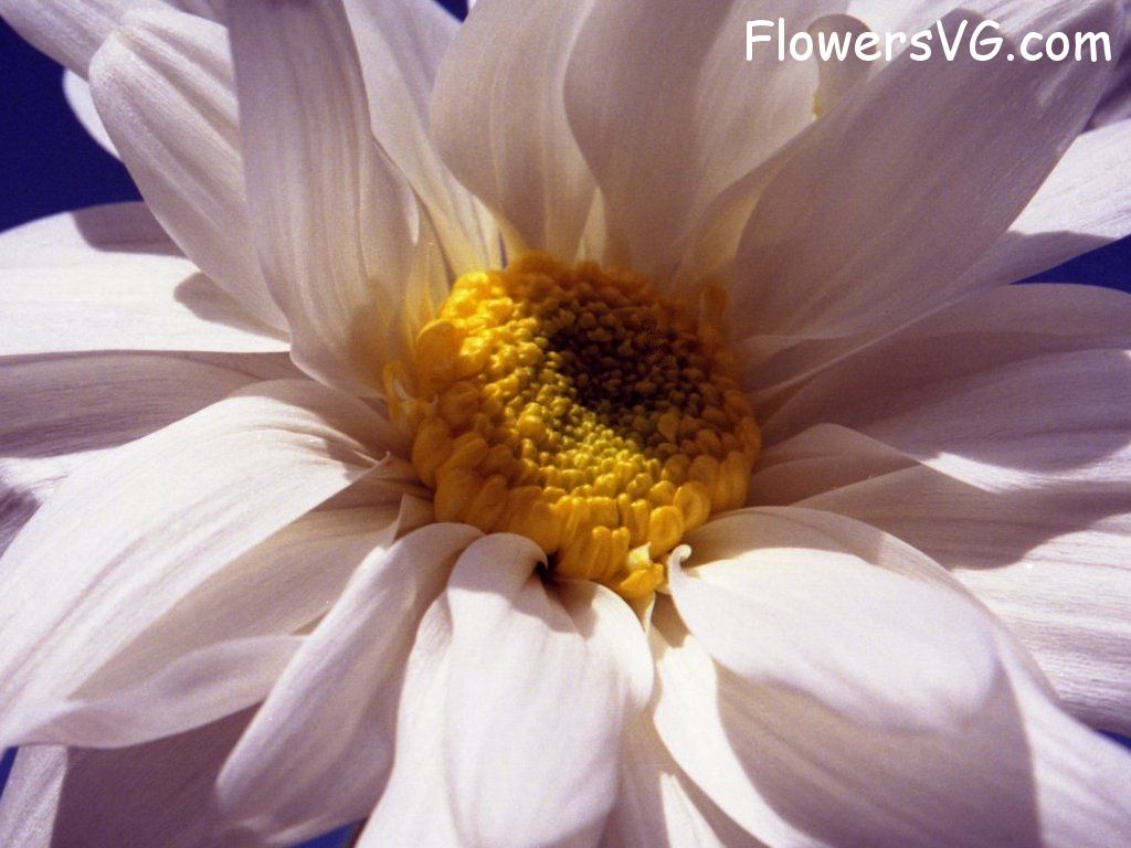 daisy flower Photo whitedaisy25.jpg