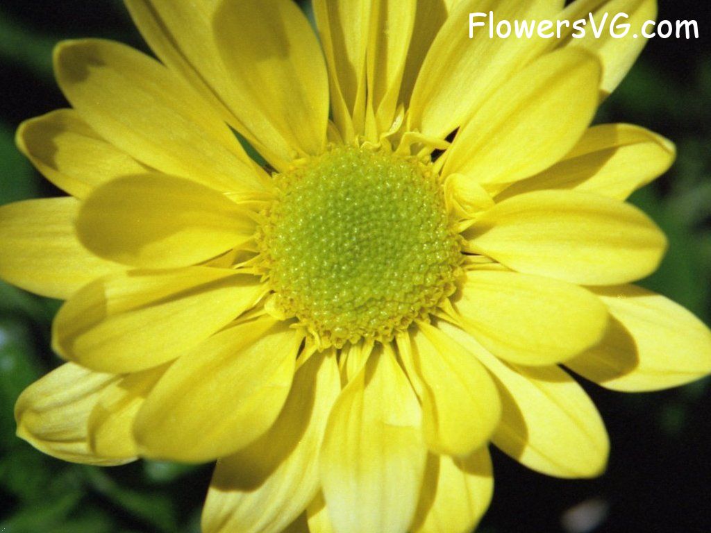 daisy flower Photo yellowdaisy10.jpg