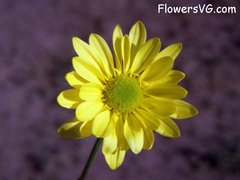 daisy flower Photo yellowdaisy22.jpg