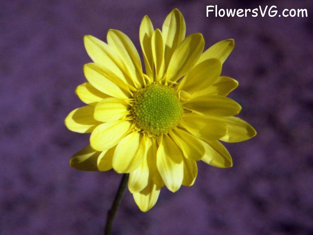daisy flower Photo yellowdaisy23.jpg